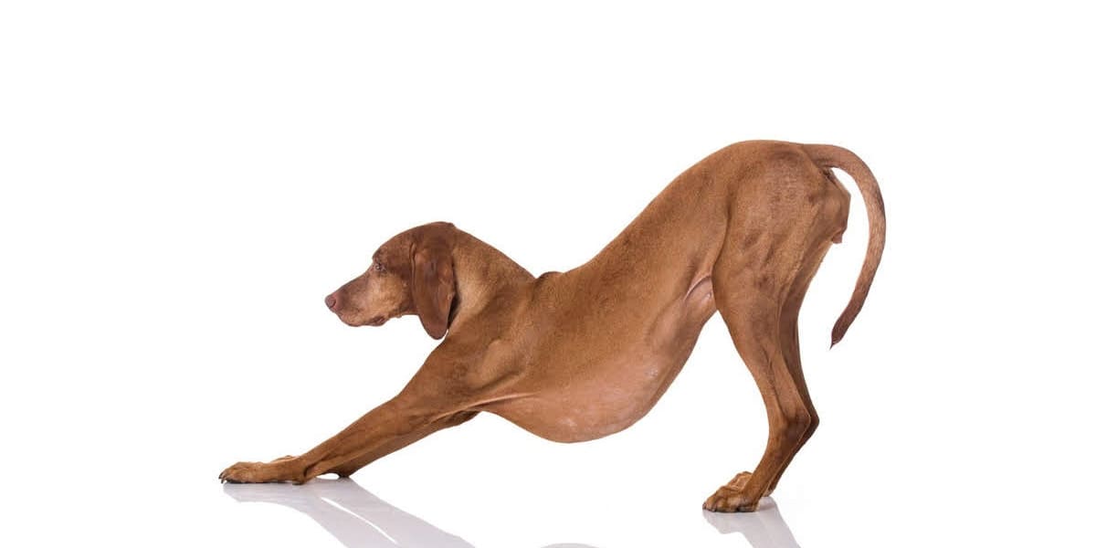 下向きの犬のポーズのイメージ